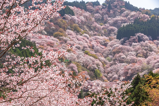 吉野山桜のイメージ画像